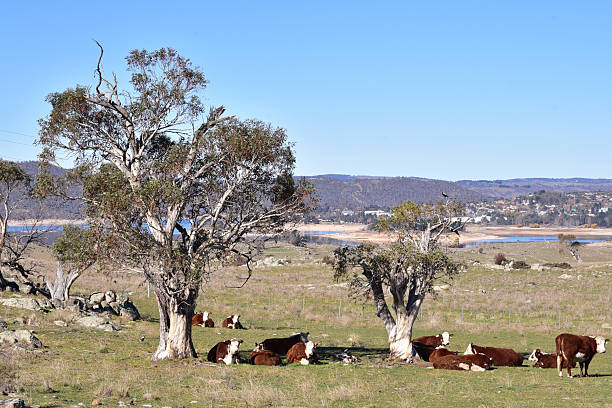 Image of cattle country in the high country near Jindabyne NSW