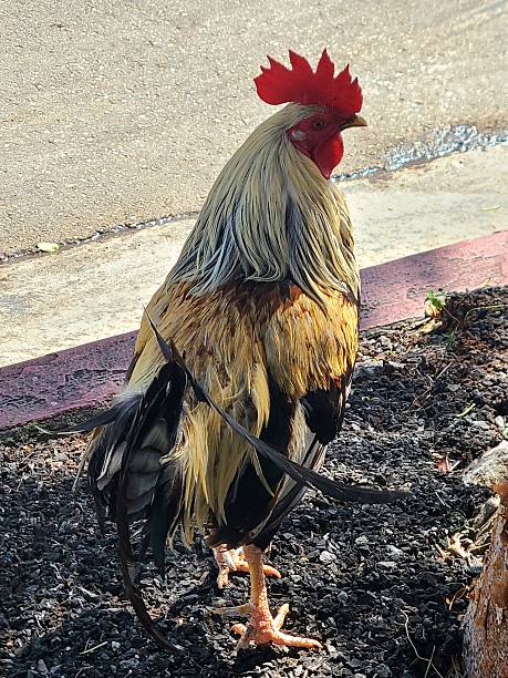 istock Rooster with White and Cream Colored Feathers Standing Beside a Road 2241932762