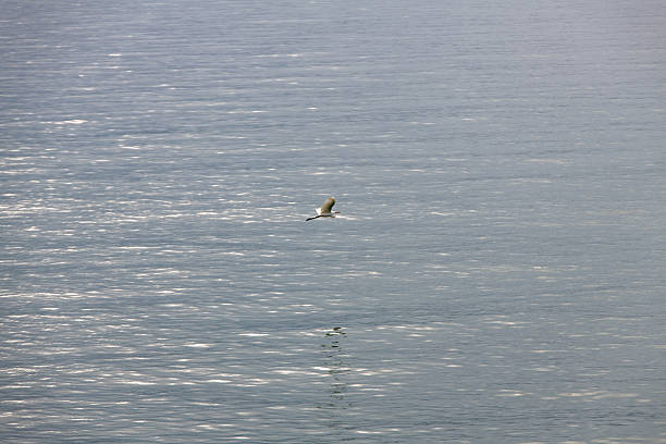 wildlife