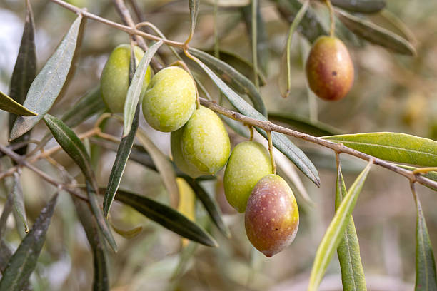 istock Green olives in olive tree before harvest. 2241935137