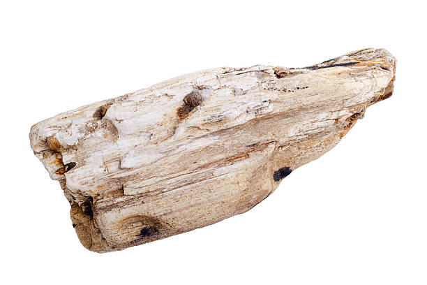 Petrified wood. Isolated on white