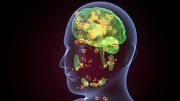 istock Human glands anatomy. 3d illustrations 2241939515