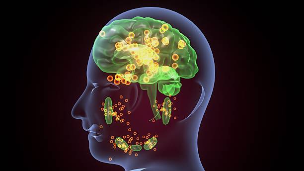 istock Human glands anatomy. 3d illustrations 2241939517