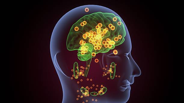 istock Human glands anatomy. 3d illustrations 2241939527