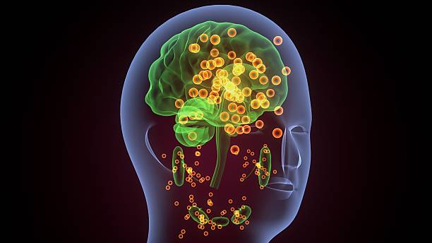 istock Human glands anatomy. 3d illustrations 2241939528