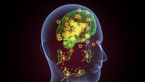 istock Human glands anatomy. 3d illustrations 2241939541