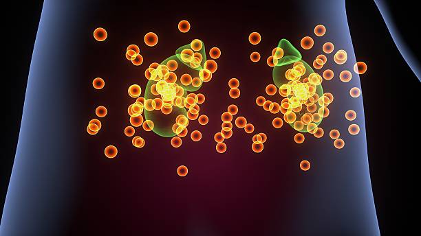 istock Human kidney glands anatomy. 3d illustrations 2241940560