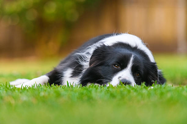 istock Black and White Border Collie in Soft Evening Light 2241943178