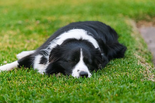 A calm black and white Border Collie lying on fresh green grass outdoors, expressing peaceful and thoughtful mood in soft natural light.