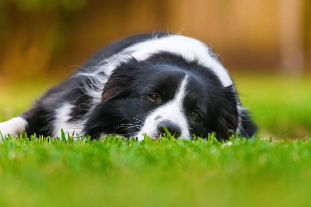 istock Black and White Border Collie in Soft Evening Light 2241943183