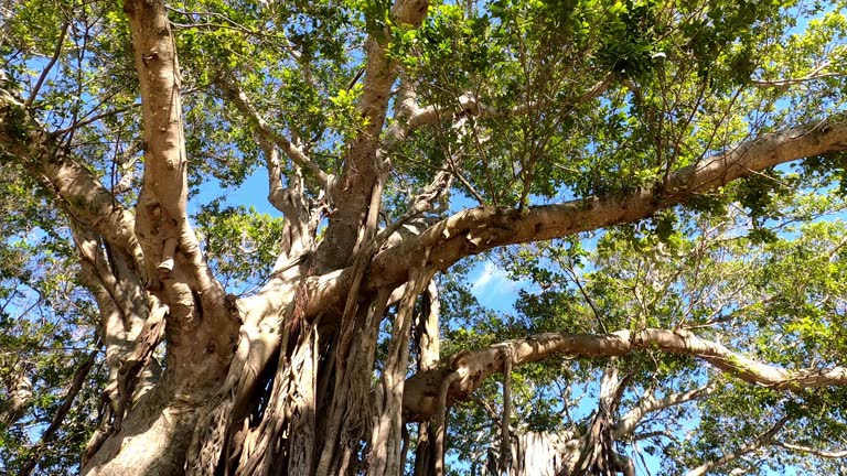 Florida Bayfront Park Sarasota Boats Parrots Recreation Picnic