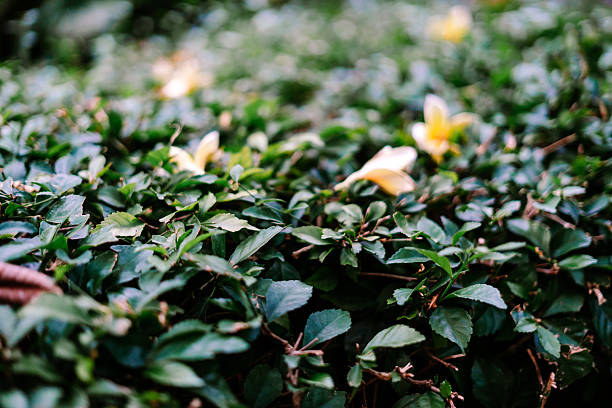 A beautiful close-up of vibrant green plant foliage with small leaves, featuring soft-focus yellow blossoms in the background creating a natural bokeh effect.