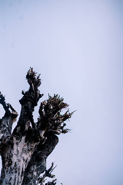 istock Severely Pruned Deciduous Tree with New Shoots Against Clear Sky 2241946267