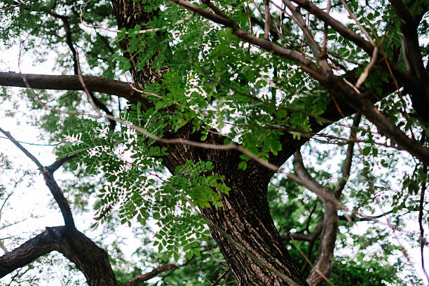 A serene upward view of a healthy tree canopy, showcasing dark textured bark, vibrant green leaves, and dappled sunlight against a soft, out-of-focus background.
