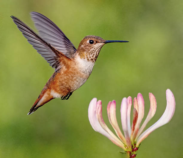 istock Rufous hummingbird (Selasphorus rufus), Richmond, BC, Canada 2241949193