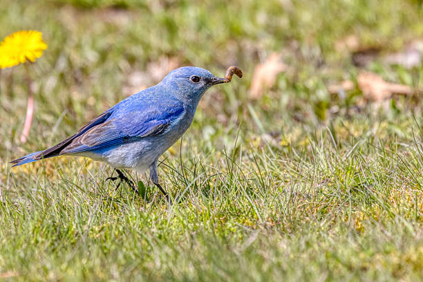 mountain bluebird eating swam, Vancouver, BC, Canada