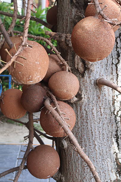 Freshly harvested brown fruits, round textured pods hanging on vine, natural farm setting, ideal for organic markets.