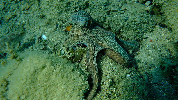 istock Common octopus (Octopus vulgaris) hunting, Aegean Sea 2241949411