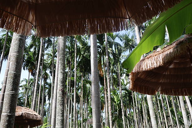 istock Lush tropical forest with towering trees, vibrant greenery overhead, natural lighting, peaceful atmosphere, ideal for adventure themes. 2241949577