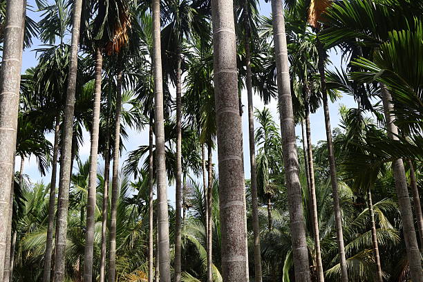 istock Lush forest canopy, vibrant green tall trees with thick trunks and hanging vines, natural beauty, perfect for nature themes. 2241949653