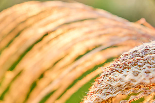 A tranquil, autumnal Japanese scene. Focus on the pampas grass in the foreground.