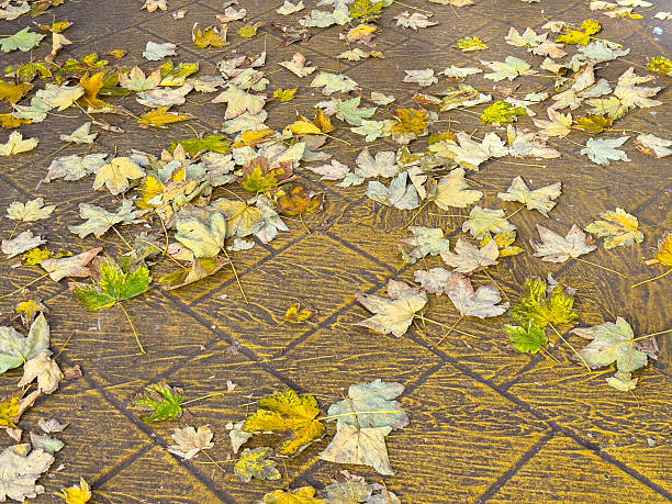 Autumn leaves scattered on urban sidewalk with yellow markings