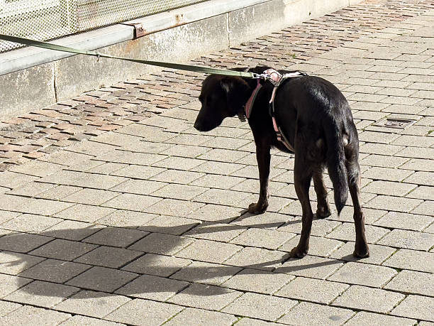 Black dog on leash standing on stone pavement