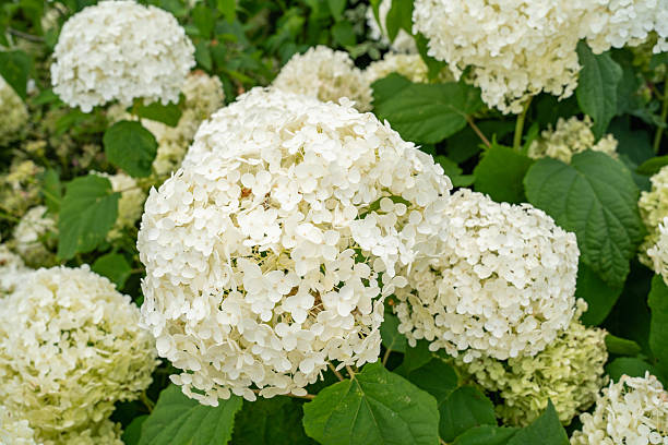 istock Hydrangea blooms during the rainy season 2241951286