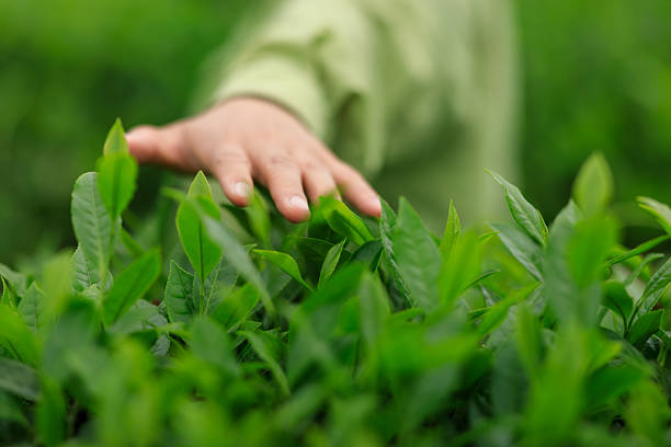 istock Tea farmer picking green tea bud in spring tea farm 2241952591