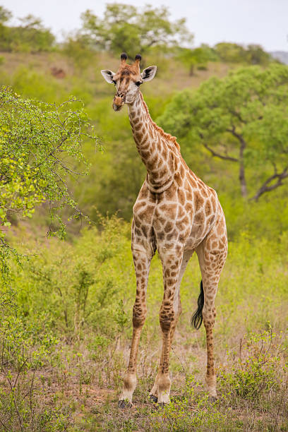 istock Giraffes in the wild 2241952915
