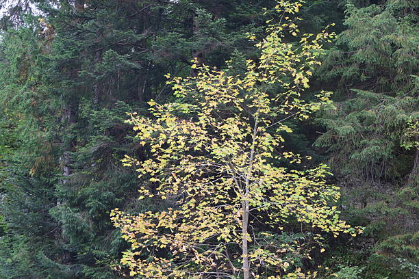 Foreground shows a deciduous tree with yellow leaves. Background features dense conifer forest. Autumn scenery.