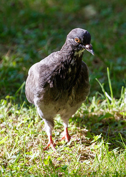 istock A pigeon is standing in the grass 2241955917