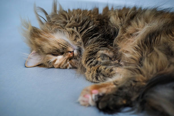 Close-up of Fluffy Maine Coon Cat Lying on Table — Domestic Pet, Sleepy Long-Haired Cat, Relaxed Animal, Feline Face Expression