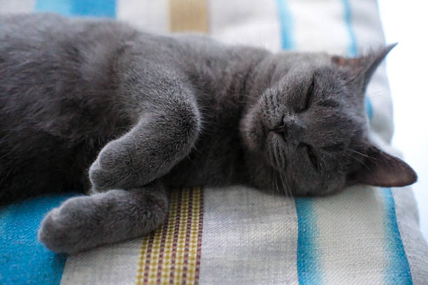 3 months old British Blue, British Shorthair cat lying on the sofa