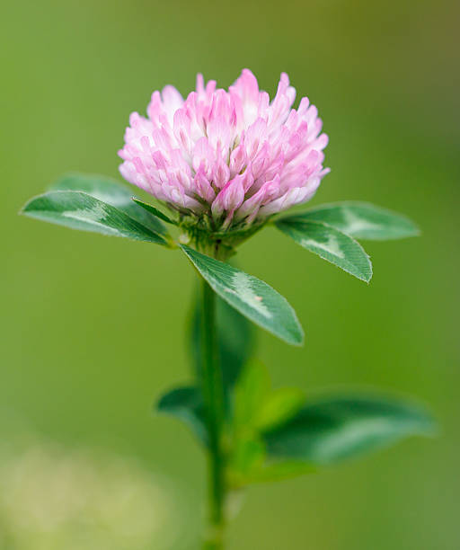 istock A pink flower with green leaves 2241956889