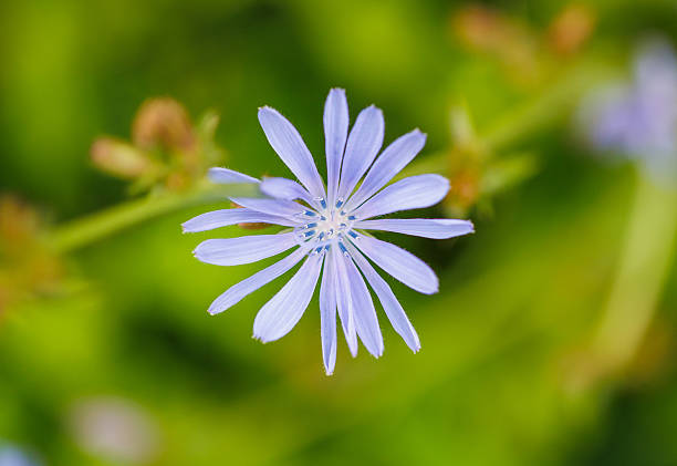 A purple flower with a white center. The flower is on a green stem