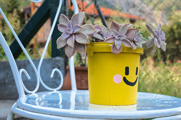 Succulent plant in a yellow pot