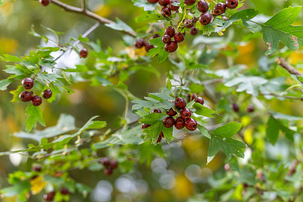 istock Crataegus monogyna Common Hawthorn Berries. 2241958041