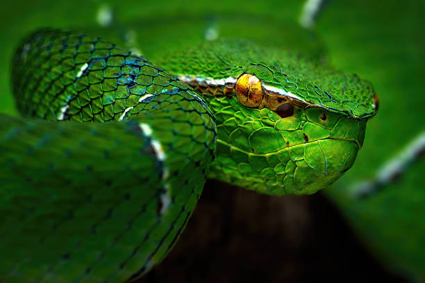 istock Sulawesi keeled green pit viper 2241960379
