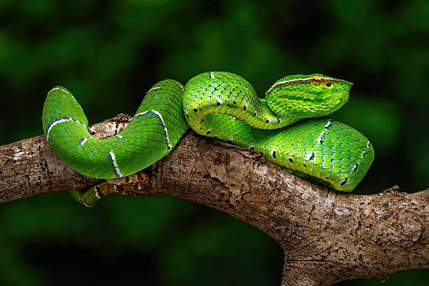 istock Sulawesi keeled green pit viper 2241960395