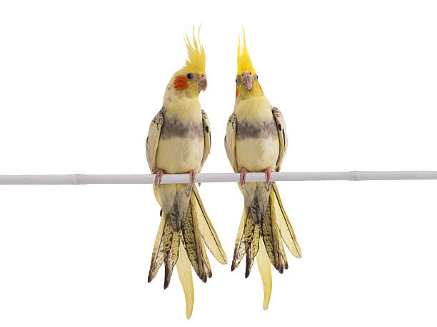 istock two cockatiel (Nymphicus hollandicus) parrot isolated on a white background 2241961230