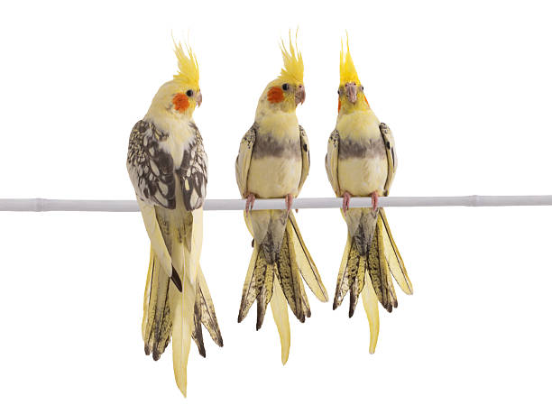 istock cockatiel (Nymphicus hollandicus) parrot isolated on a white background 2241961240