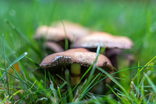 istock Mushrooms with slightly darker caps growing in green grass. 2241961845