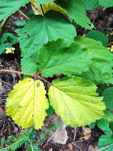 istock Autumn in the forest 2241964329