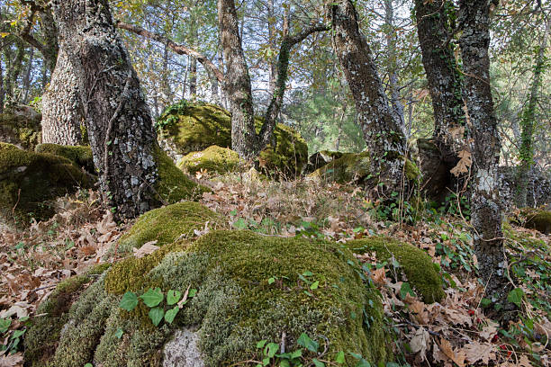 istock Trees in autumn with moss and dry leaves 2241965811