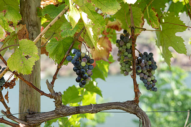 istock The treasure of the vine 2241968643
