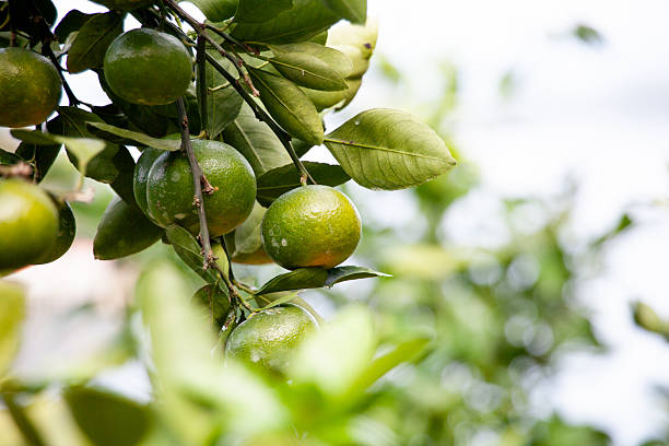 istock Scenery taken in Ehime Prefecture 2241970142