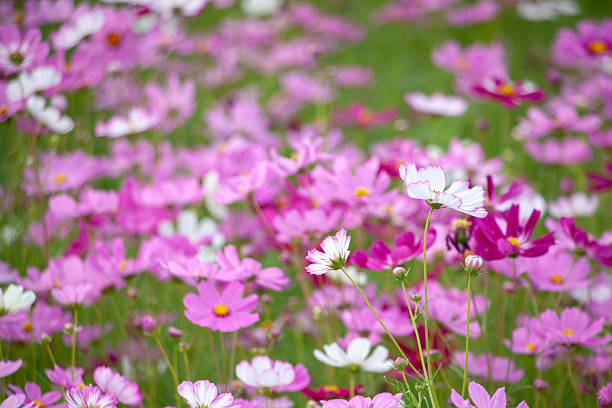 istock Scenery taken in Ehime Prefecture 2241970192