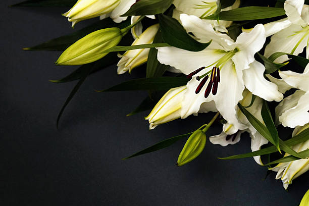 istock White delicate calla lily flowers composition, condolence flower background card, funeral concept image 2241971014