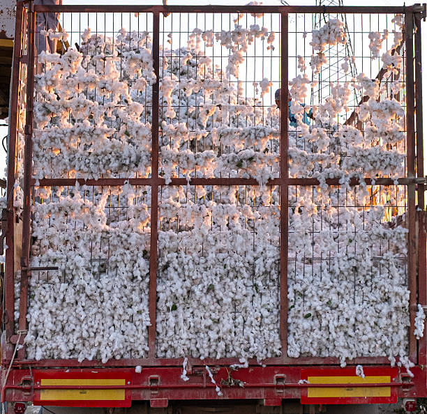 The farm machine, a harvester in the middle of cotton harvesting